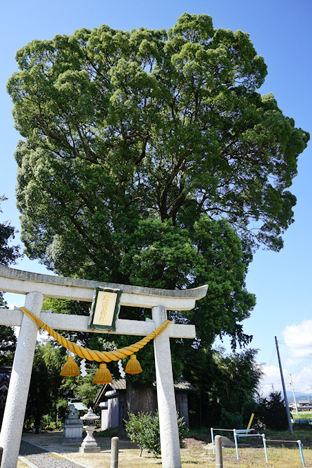 布留神社のクスノキ