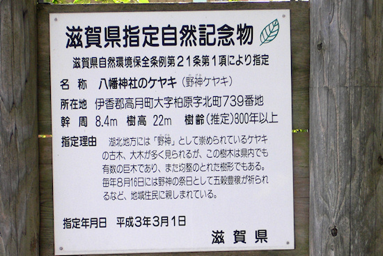 滋賀県指定自然記念物「八幡神社のケヤキ」説明板
