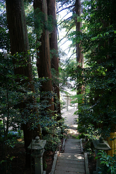 八幡神社の杉並木