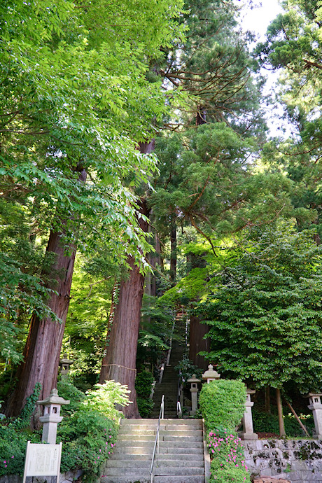 八幡神社の杉並木