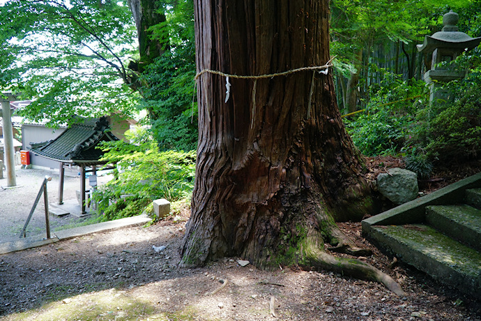 八幡神社の杉並木のスギ