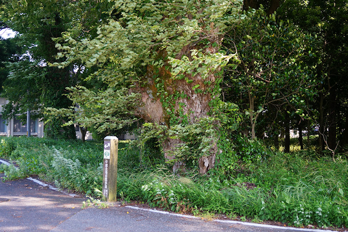 波久奴神社のケヤキ