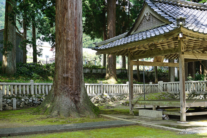 畑八幡神社のスギ