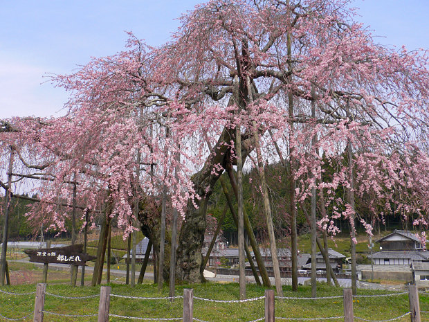 畑のしだれ桜