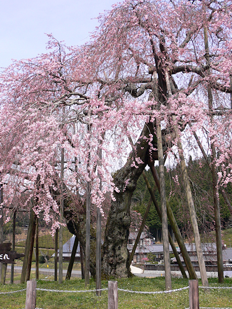 畑のしだれ桜