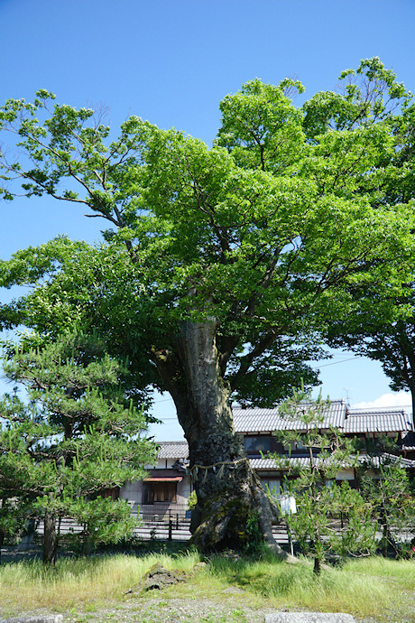 日枝神社のケヤキ