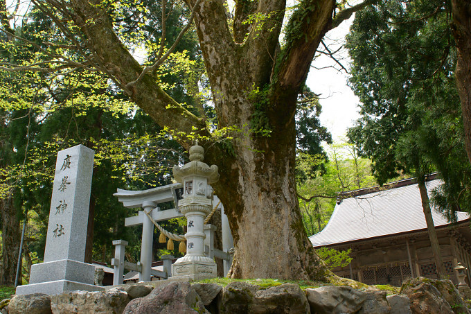 広峯神社のケヤキ