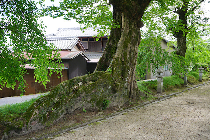 柞原八坂神社のケヤキ