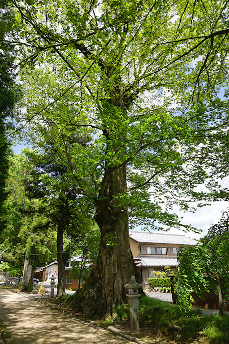 柞原八坂神社のケヤキ