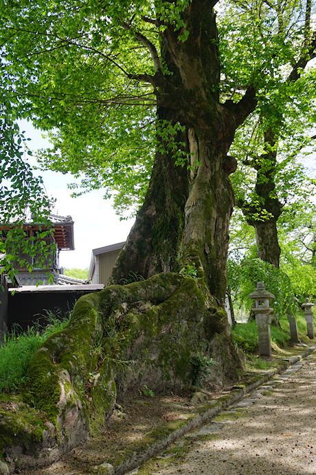 柞原八坂神社のケヤキ