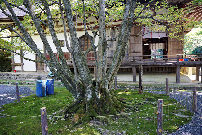 百済寺のボダイジュ