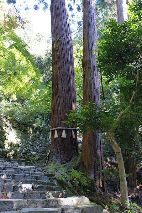 百済寺の観音杉