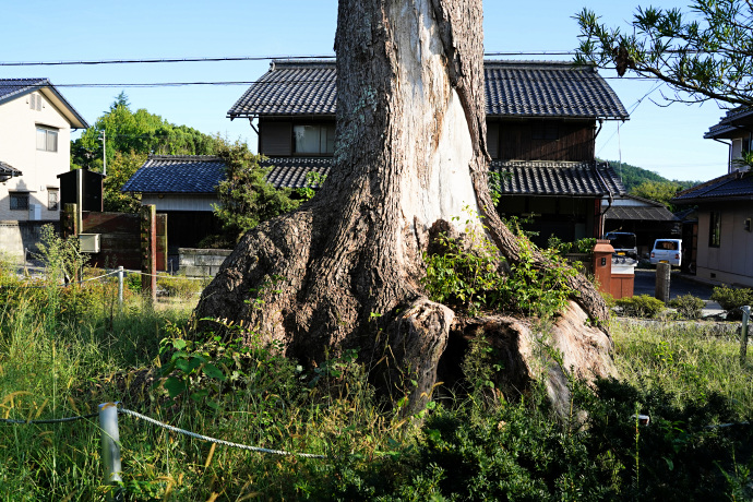 伊庭貞剛邸跡のクスノキ