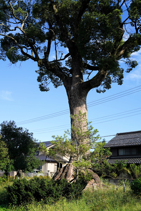 伊庭貞剛邸跡のクスノキ