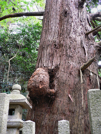 五百井神社の大杉