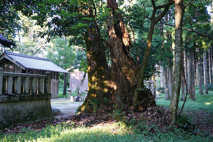 石庭八幡神社のタブノキ