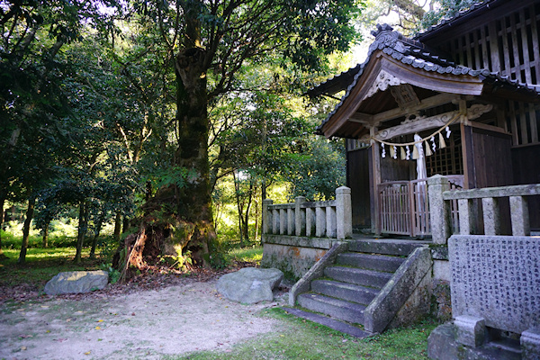 石庭八幡神社社殿とタブノキ