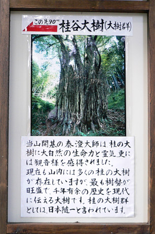 岩間寺・桂の大樹群