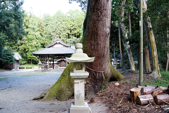 出雲神社のスギ