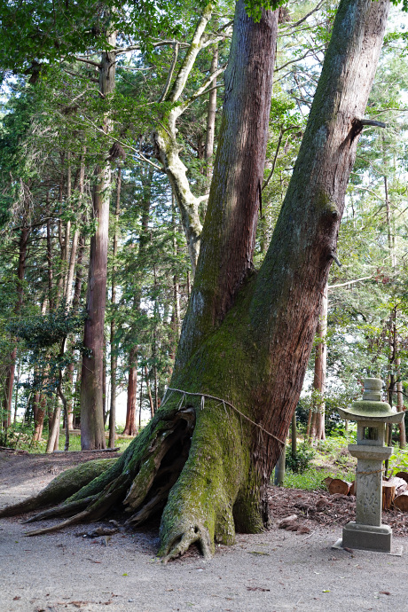 出雲神社のスギ