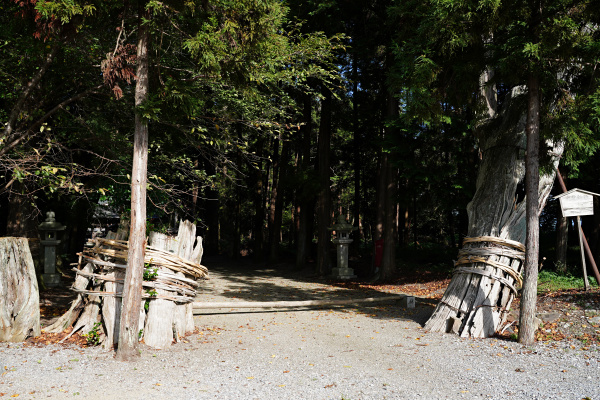 出雲神社社頭の杉の古木