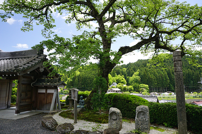 浄顕寺の菩提樹