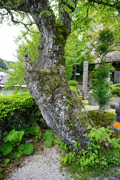 浄顕寺の菩提樹