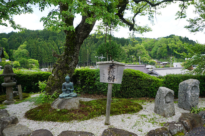 浄顕寺の菩提樹