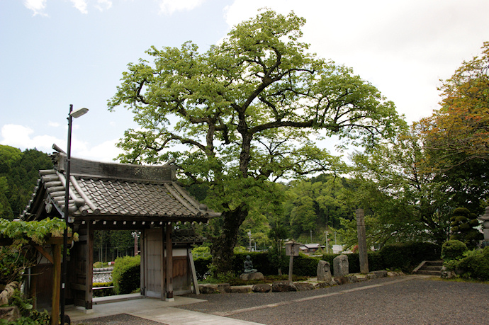 浄顕寺の菩提樹