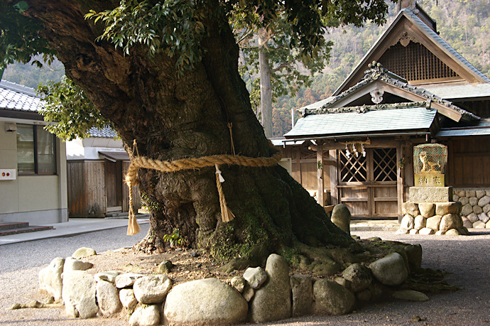 加茂神社の椎の木