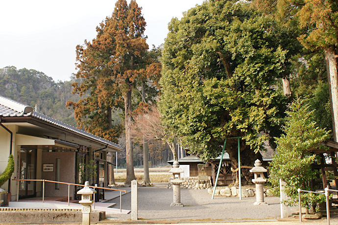 加茂神社の椎の木