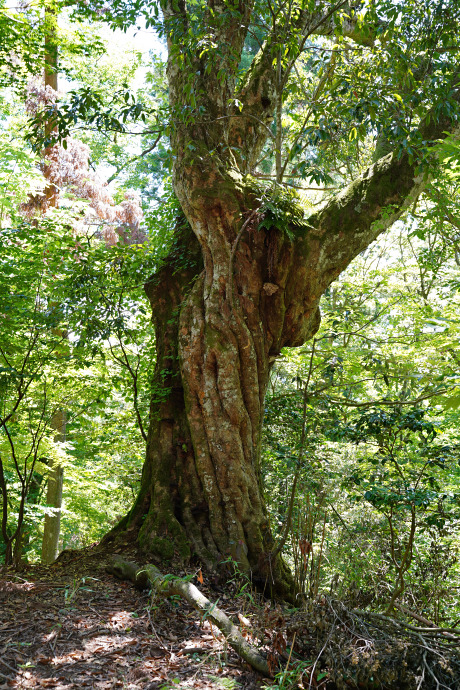 菅山寺のアカガシ