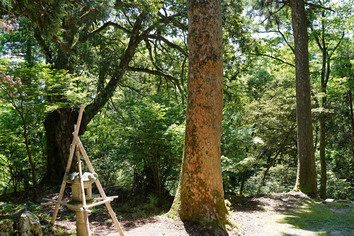 菅山寺のモミ