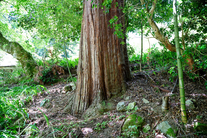 菅山寺のコウヤマキ