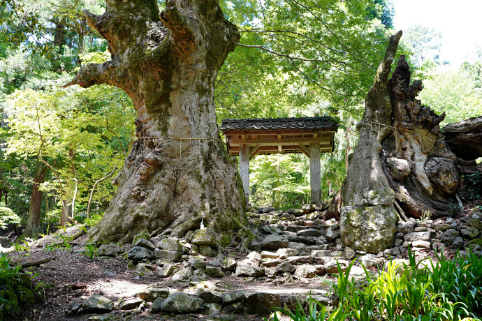 菅山寺のケヤキ