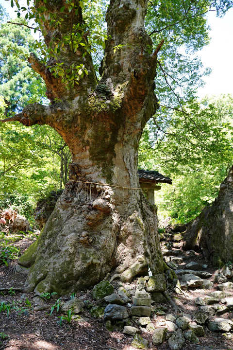 菅山寺のケヤキ