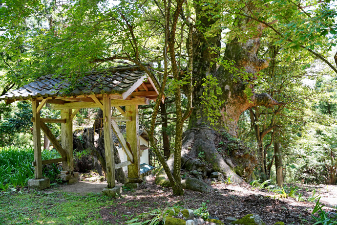 菅山寺のケヤキ