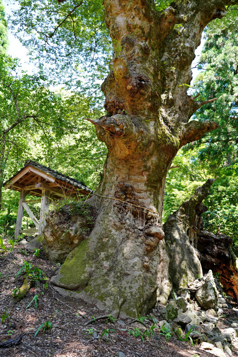 菅山寺のケヤキ