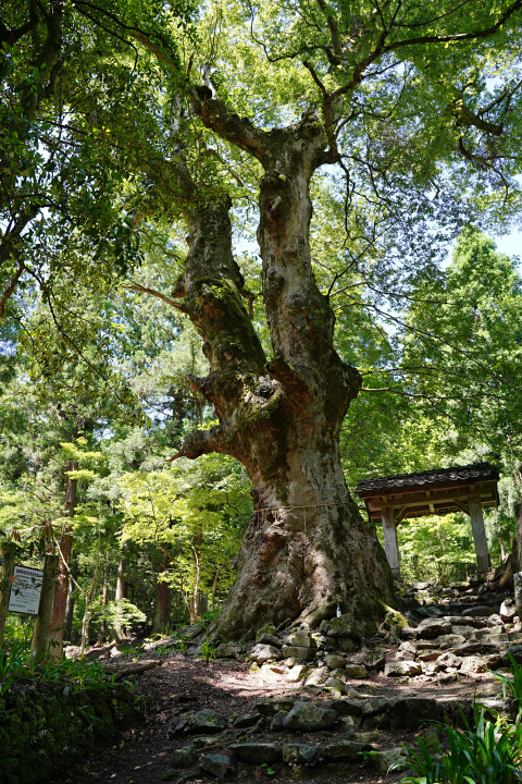 菅山寺のケヤキ