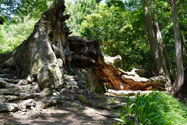 倒壊した菅山寺のケヤキ右株