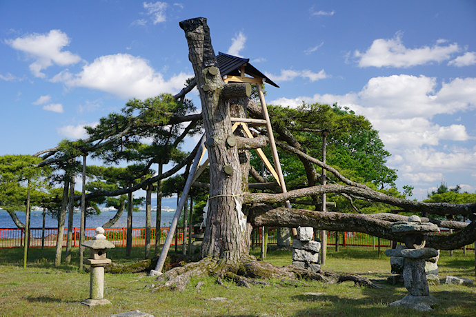唐崎の松