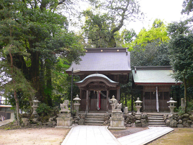 香取五神社のタブノキ