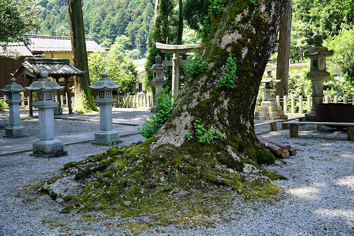 河内八幡神社のイチョウ