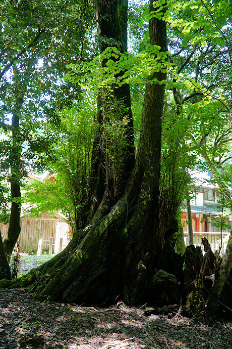 河内八幡神社のカツラ