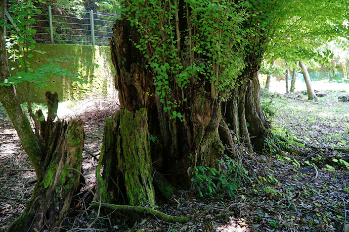 河内八幡神社のカツラ