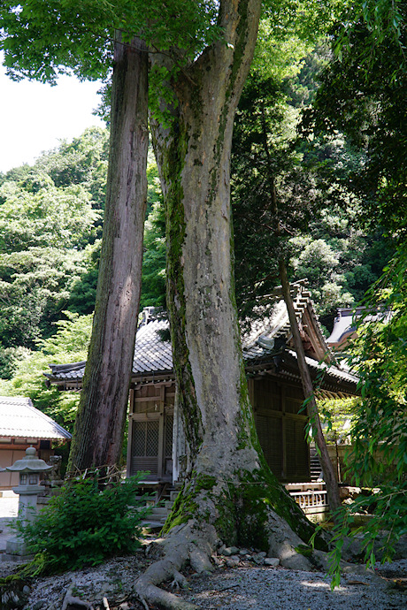 河内八幡神社のケヤキ