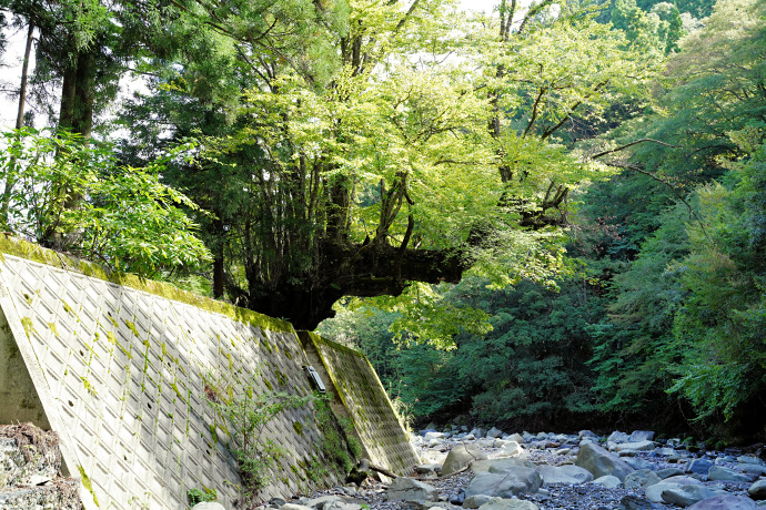 河原から見る君ヶ畑のカツラ