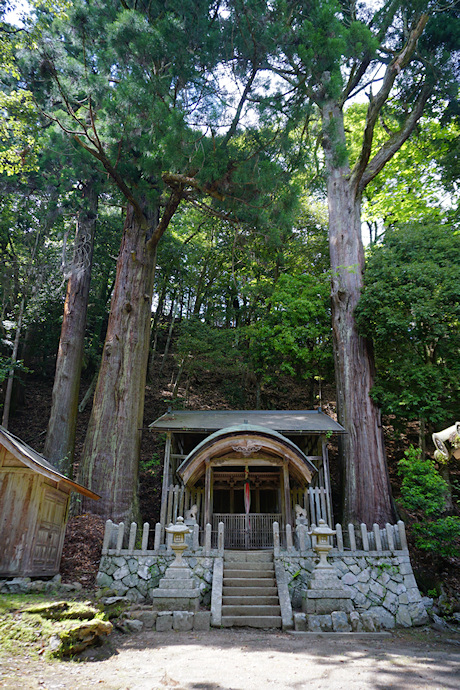 琴平神社の二本杉