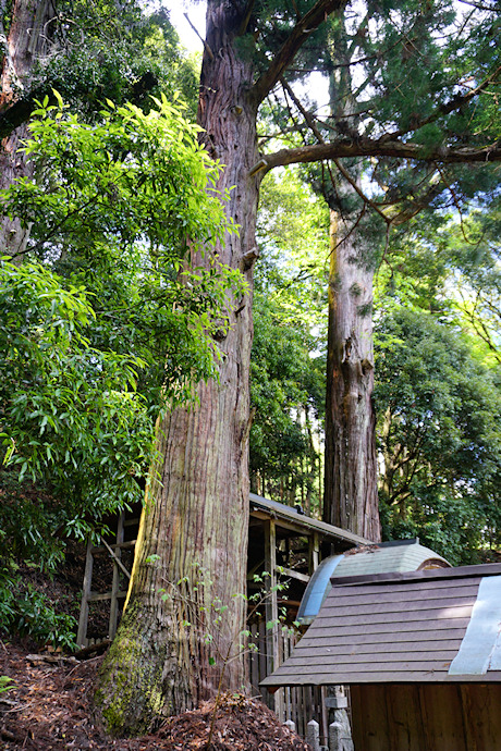 琴平神社の二本杉