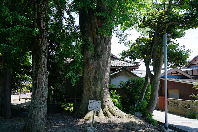 上坂神社のケヤキ